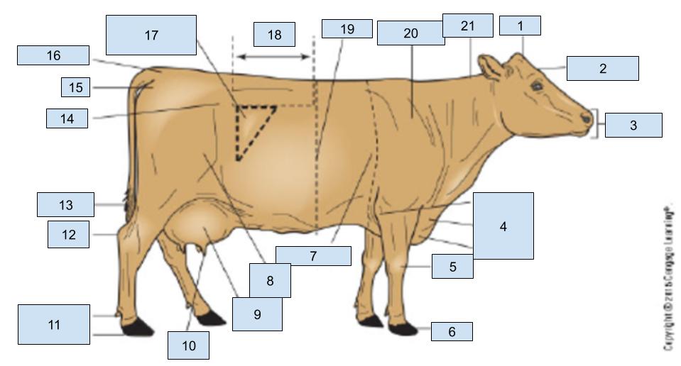 <p>what is number <strong>3</strong> on the cow?</p>