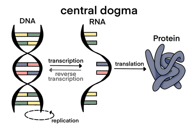 <p>Theory of how information flows from DNA to RNA to proteins</p><p>DNA —→ RNA —&gt; Protein </p>