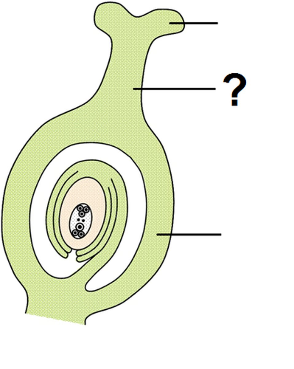 <p>Tube that connects the stigma to the ovary</p>