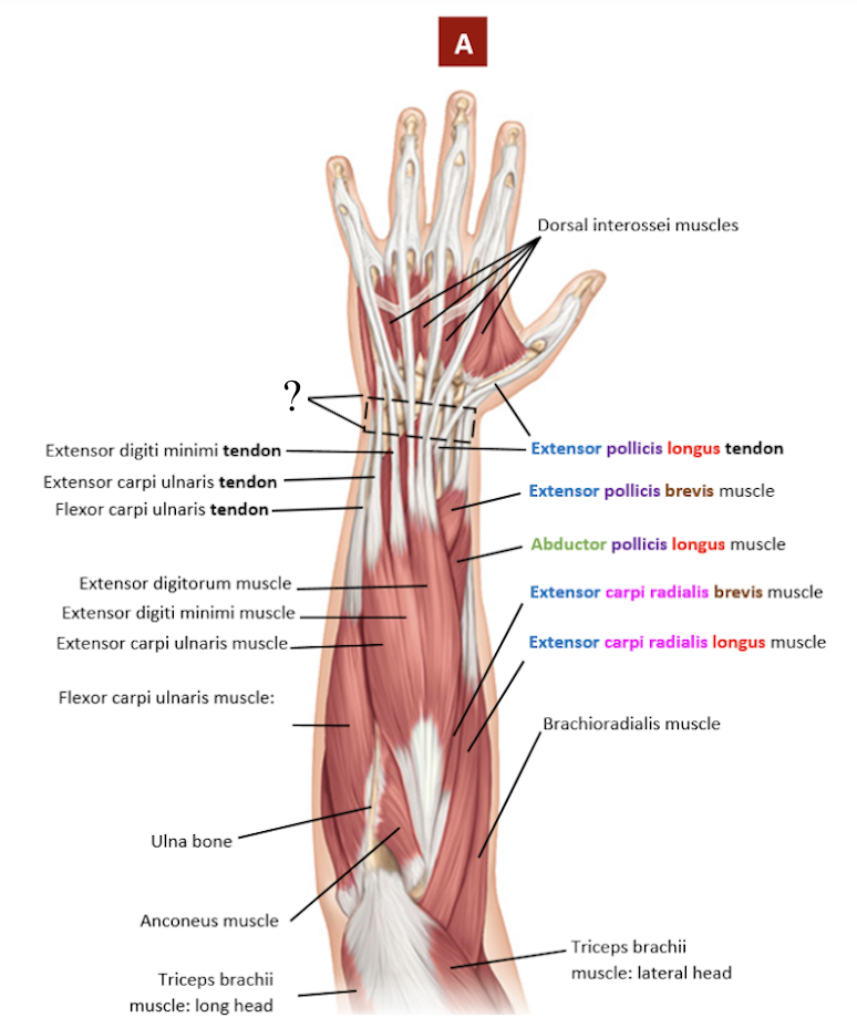 <p>wristband sheet where tendons of the posterior forearm muscles pass under it </p><ul><li><p>stablizes the tendons and carpal region on the extensor side</p></li></ul><p></p>
