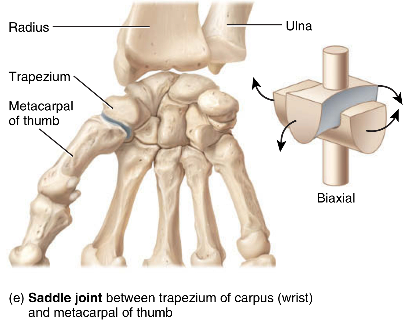 <p>type: saddle joint&nbsp;</p><p>movement: 2 dimensions, flexion + extension, and abduction + adduction&nbsp;</p><p>location: between trapezium of carpus and first metacarpal of the thumb&nbsp;</p>