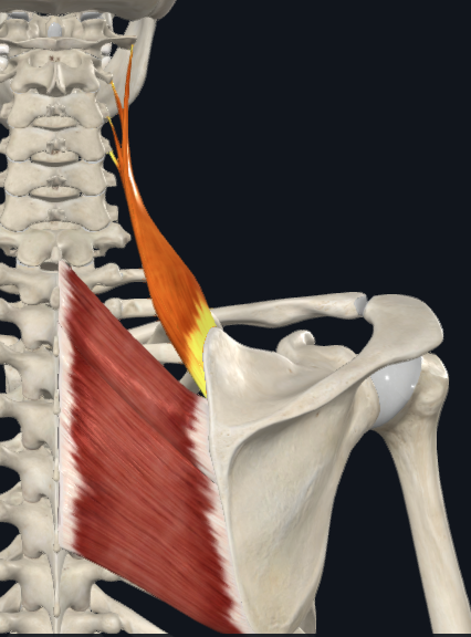 <p>Levator scapulae</p>