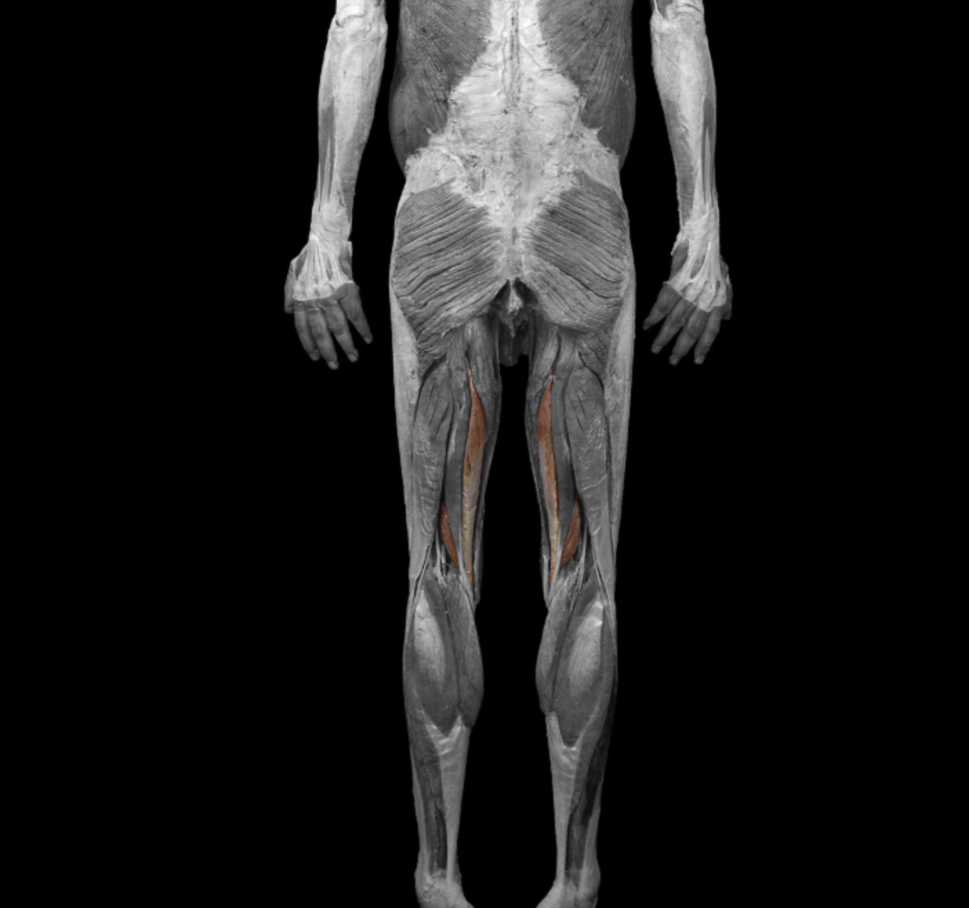 <p>origin: ischial tuberosity </p><p></p><p>insertion: medial condyle of tibia </p><p></p><p>action: flex leg at knee, extend thigh at hip </p><p></p><p>nerve: tibial nerve </p>
