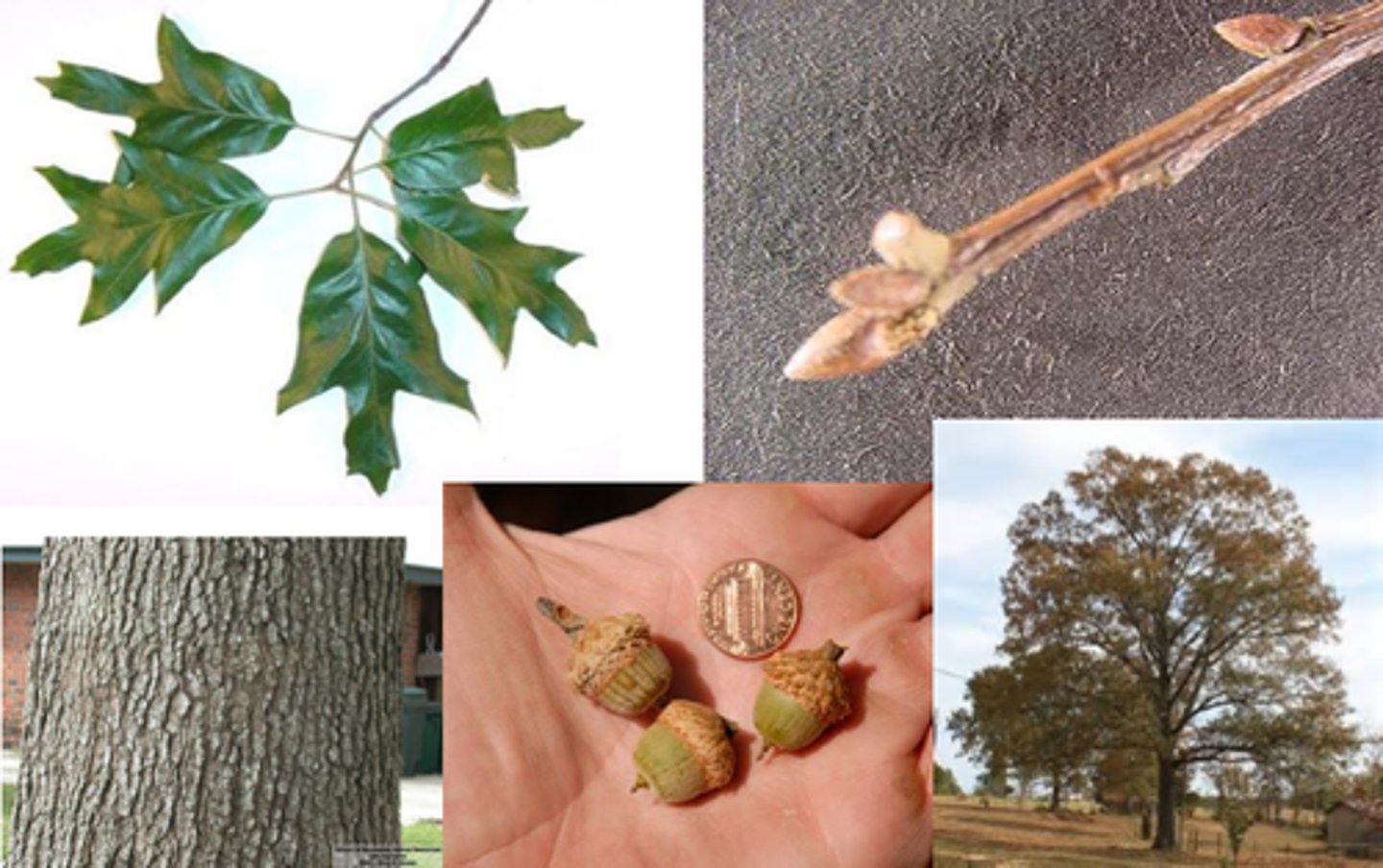 <p>leaves with 3-7 bristle tipped lobes, alternate, 5-9 inches, obovate in outline</p><p>leaves shiny green above, paler and fuzzy below</p><p>1/2 inch long orange-brown acorns, cap covering less than 1/3 of the nut</p><p>dark bark, thick broad scaly ridges, slightly yellow inner bark</p>