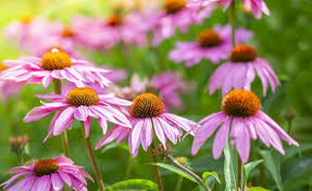 <p>ConeFlowers</p>