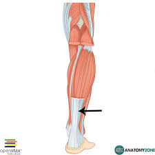 <p>tendon that holds foot to tiba and fibula </p>