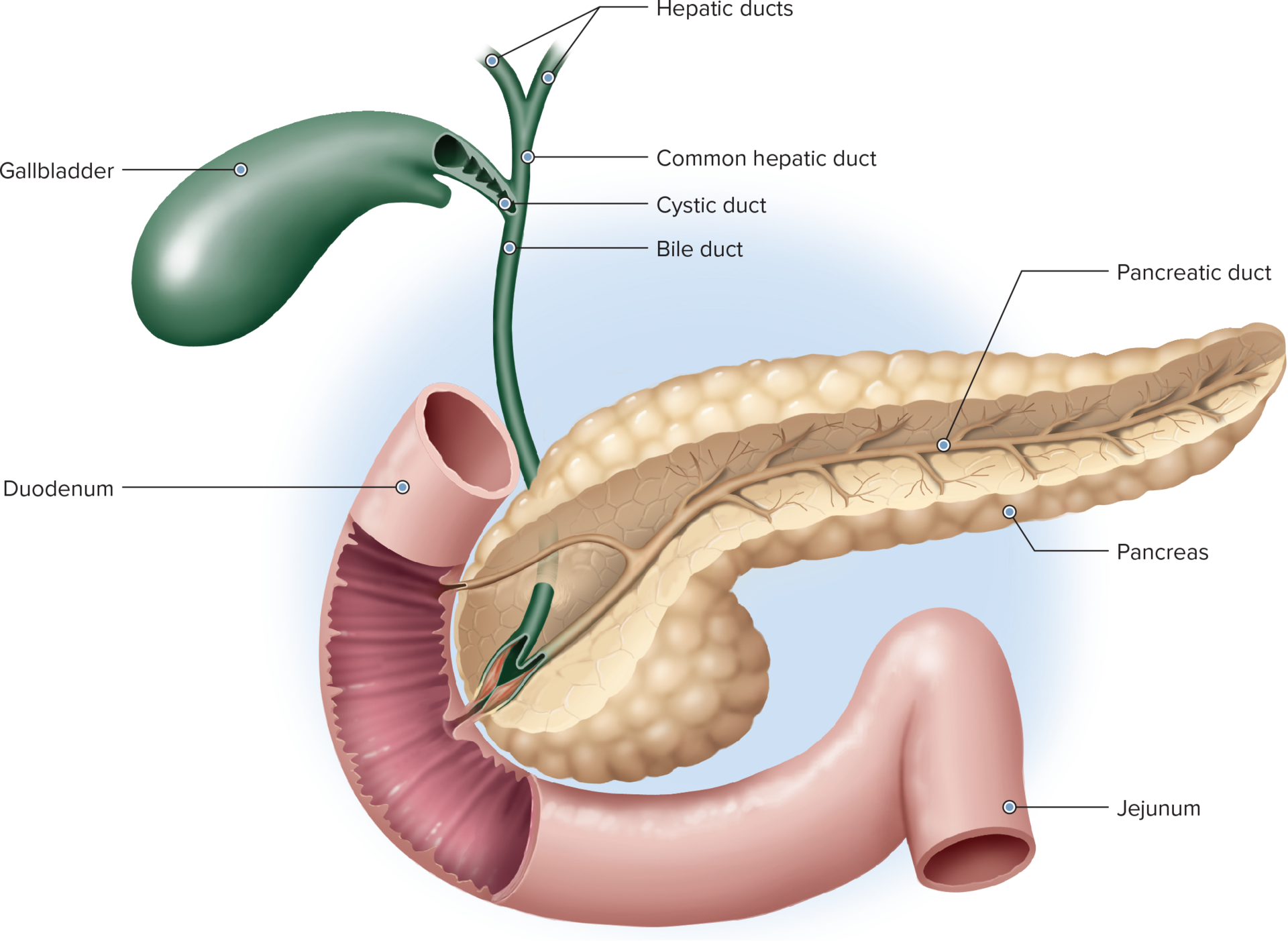 Roots: bil/i , chol/e
Example: billigenesis , cholelith 