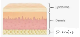 <p>Glabrous skin </p><p>Epidermis (outermost)</p><p>Dermis</p><p>Subcutis&nbsp;</p>