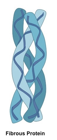 <p>Describe the structure of a fibrous protein</p>