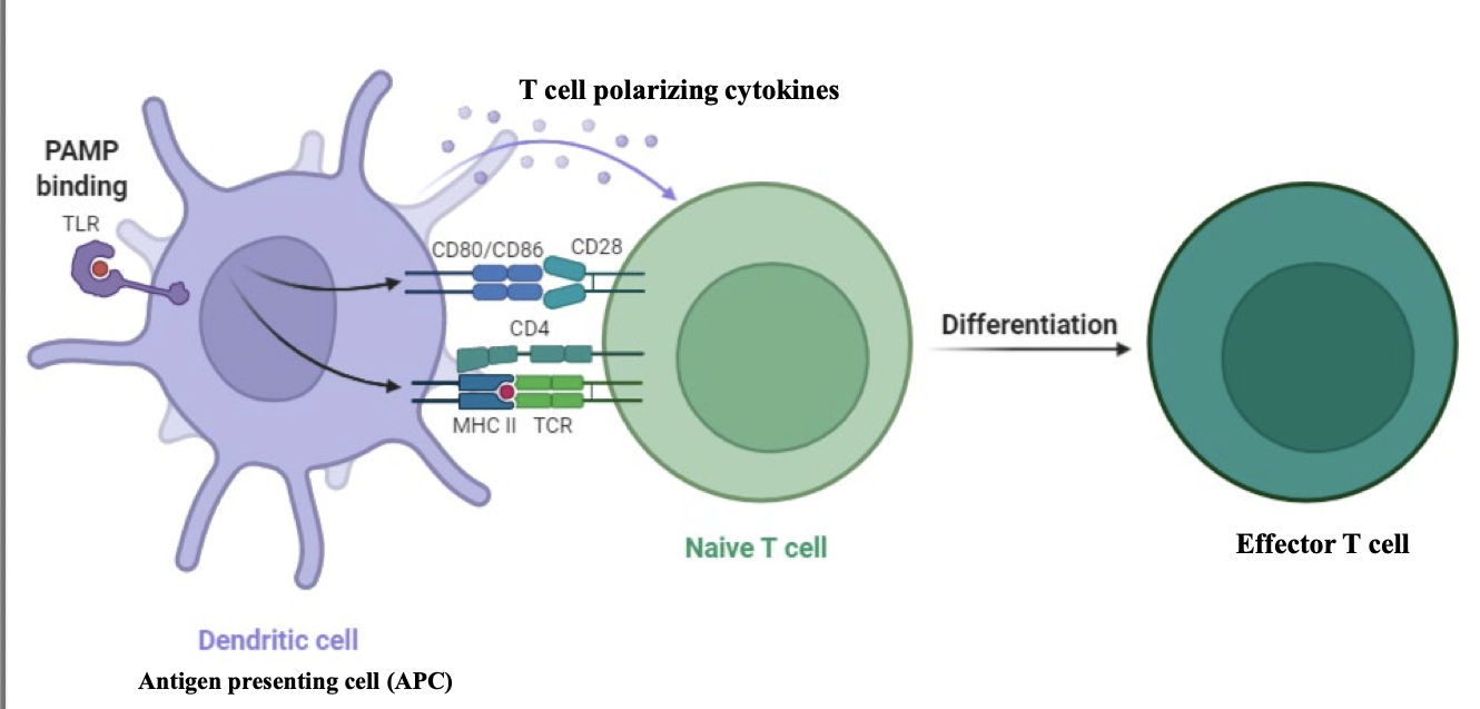 <ol><li><p>T cell receptor recognises and binds to peptide presented on MHC molecule on the surface of an antigen presenting cell(dendritic etc)</p><ul><li><p>MHC I presents to CD8 cytotoxic cells</p></li><li><p>MHC II presenting to CD4 helper cells</p></li></ul></li><li><p>costimulatory signals are needed- CD80/CD86(dendritic) interaction with CD28(naive T cell)- 2nd signal</p></li><li><p>polarising cytokines that come from dendritic cells and other innate ones</p></li></ol><p></p><img src="https://knowt-user-attachments.s3.amazonaws.com/7d985dba-3cfe-45f3-a5a0-43483fdedf73.png" data-width="100%" data-align="center"><p></p>