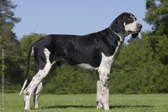 <p>Origin: France</p><p>Height: 24-28 in</p><p>Weight: 57-66 lbs</p><p>Life Span: 10-12 yrs</p><p>Type: Scent Hound</p>