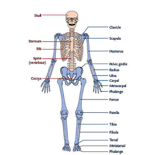 <p>Bones of upper and lower limbs</p><p>‒ Girdles attaching limbs to axial skeleton</p>