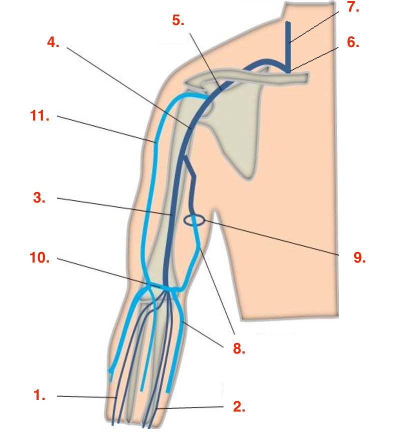 <p>Identify this image. </p>