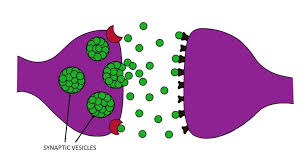 <ul><li><p>store neurotransmitting chemicals that are released at the synapse</p></li></ul><p></p>