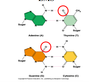 <ul><li><p><strong>Method:</strong> Feed a chemical mutagen, usually to males, to mutagenize sperm.</p></li><li><p><strong>Efficiency:</strong> More efficient than X-rays; one male can fertilize many females.</p></li><li><p><strong>Common mutagen:</strong> <strong>EMS (ethylmethane sulfonate)</strong>.</p></li><li><p><strong>Effect:</strong> Mostly <strong>G→A</strong> and <strong>T→C</strong> transitions; used in <strong>Drosophila, C. elegans, Arabidopsis</strong>.</p></li></ul><p></p>