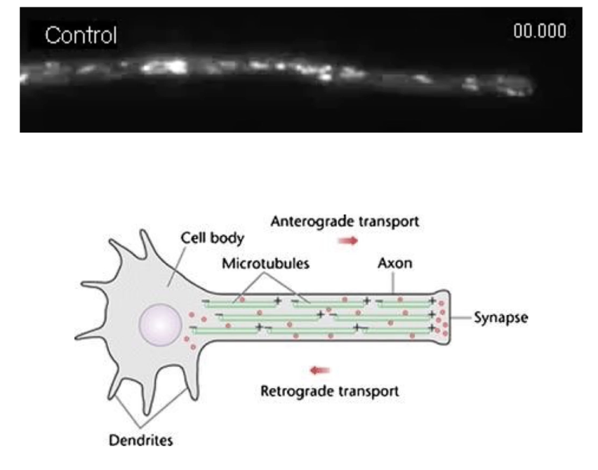 <ul><li><p>Cargo uses <strong>both kinesin and dynein</strong> motor proteins</p></li><li><p>Movement direction depends on <strong>which motor is active</strong></p></li><li><p><strong>Minus-end</strong> anchored at <strong>MTOC</strong> near the nucleus</p></li><li><p><strong>Plus-end</strong> extends toward <strong>cell membrane/synapse</strong></p></li><li><p>Example: <strong>Neurotransmitter vesicles</strong> move along axons</p><ul><li><p>From cell body ➝ synapse</p></li><li><p>Can move in <strong>both directions</strong> on microtubule “highways”</p></li></ul></li></ul><p></p>