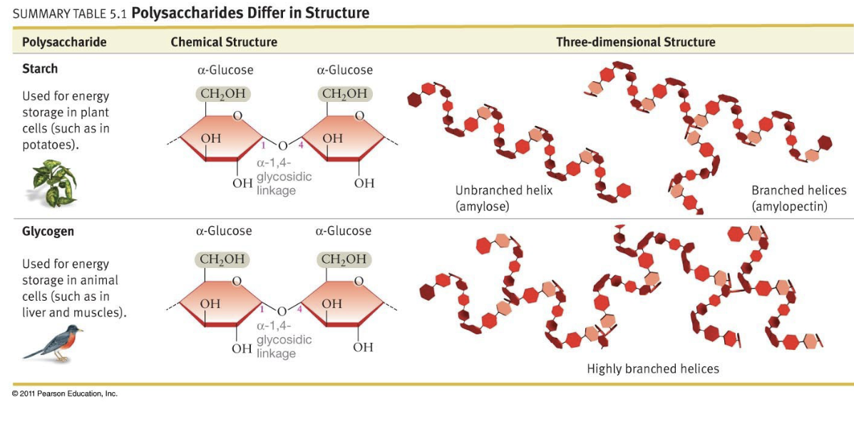 <ul><li><p>2 glucose molecules with alpha 1-4 linkage makes maltose</p></li><li><p>More of these links make starch, links have same orientation</p></li><li><p>Unbranched, in plants = amylose</p></li><li><p>Moderately branched, in plants = amylopectin</p></li><li><p>Lightly branched, in animals = glycogen</p></li><li><p>Bulky CH2OH groups are all on the same side, resulting in the shape of a spiral</p></li></ul>