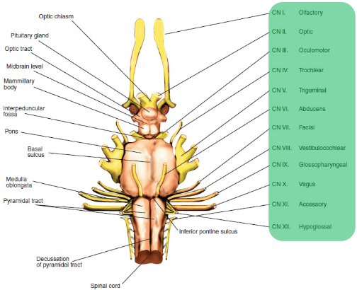 <ul><li><p>Nerves I-IV: midbrain level</p></li><li><p>Nerves V-VIII: pons level</p></li><li><p>Nerves IX-XII: medulla level</p></li></ul>