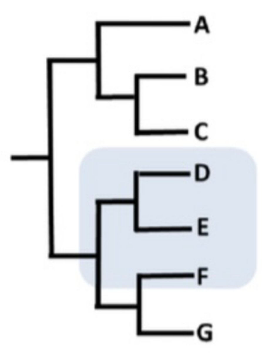 <p>Common ancestor and SOME of its descendants</p>