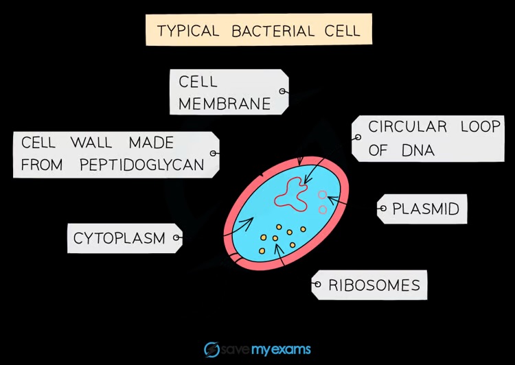 <p>Cell wall, cell membrane, cytoplasm, ribosomes, circular DNA, plasmids</p>