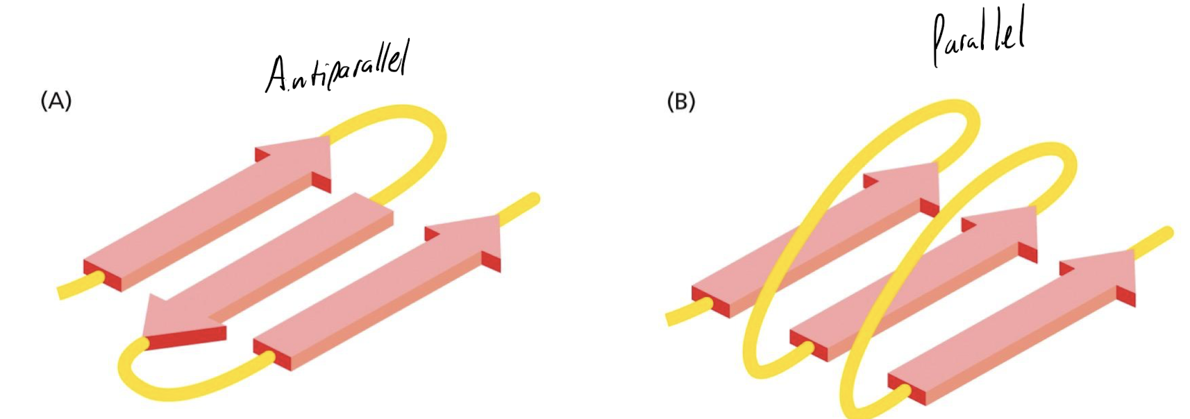 Parallel and antiparallel