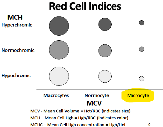 <p><strong><u>MICROCYTIC ANEMIA</u></strong></p><ol><li><p>Result of a deficiency in ____ synthesis </p></li><li><p>Usually due to ______ or _______</p></li><li><p>Irons from an animal source _____ is ~3X more absorbable than ____ iron found in veggies/fruits/nuts/dietary supplements</p></li><li><p>______ enhances absorption up to 100%</p></li><li><p>______, _____, _____ <em>reduces</em> absorption </p></li></ol><p></p>