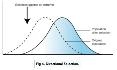 <ol><li><p>Selection pressure favours the extreme phenotype, they’re at a selective advantage and those displaying the mean are at a selective disadvantage</p></li><li><p>Mean phenotypes shift either left or right over generations</p></li><li><p>This reduces variation</p></li><li><p>range of phenotypes is narrower</p></li></ol><p></p>