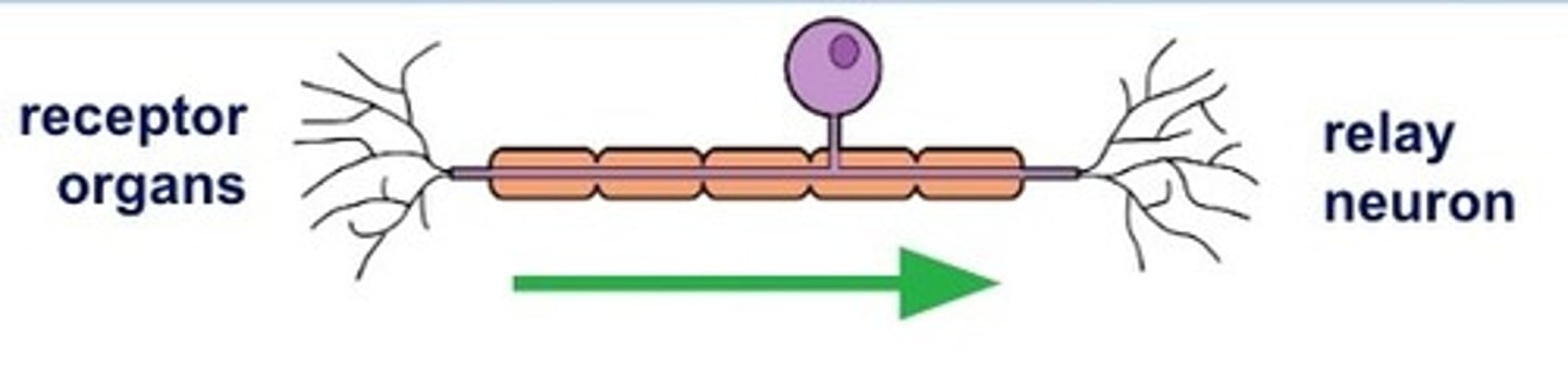 <p>pick up an impulse from a receptor cell and carry it to the spinal cord</p>