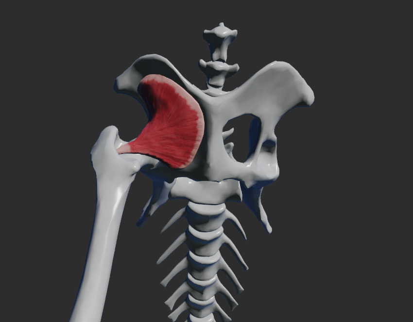 <p>jen vlastní sval</p><p>odstup: foramen obturatum</p><p>úpon: fossa trochanterica femoris </p><p>fce: addukce a rotace v articulatio coxae</p>