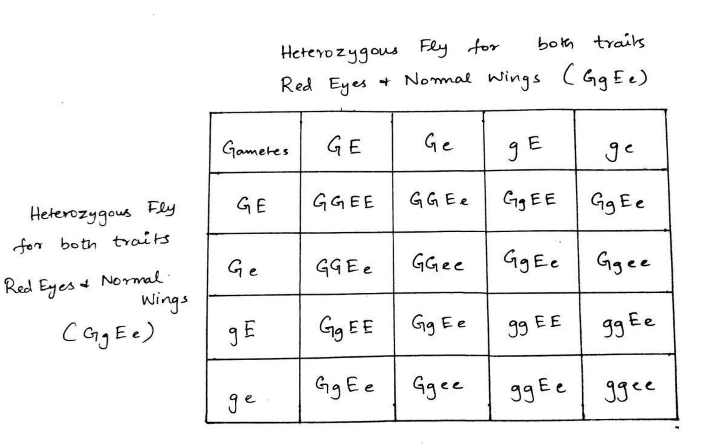 <p>Punnet Square shown in image</p><p>Phenotype ratios = 9:3:3:1</p><p>9 Red eyes, normal wings (GGEE, GgEE, GGEe, GgEe)</p><p>3 Brown eyes, normal wings (ggEe, ggEE)</p><p>3 Red eyes, vestigial wings (GGee, Ggee)</p><p>1 Brown eyes, vestigial wings (ggee)</p>