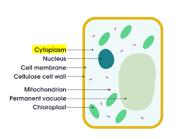 <p><span>Cytoplasm</span></p>