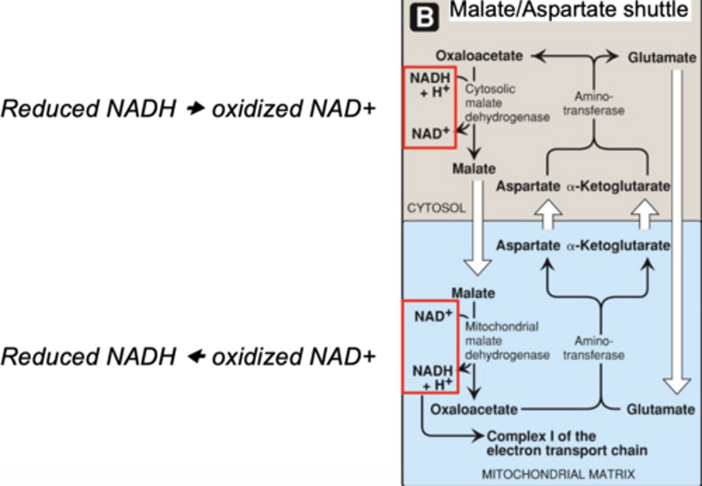 <p>NADH cannot cross inner membrane</p><p>malate/aspartate:</p><p>- reduced NADH → oxidized NAD+</p><p>-reduced NADH ← oxidized NAD+</p>