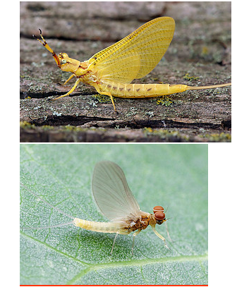 <p>Identify this insect + order</p>