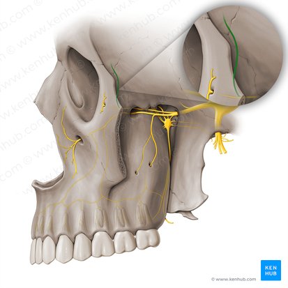 <p>What does this hole in the <strong>zygomatic bone</strong> transmit?</p>