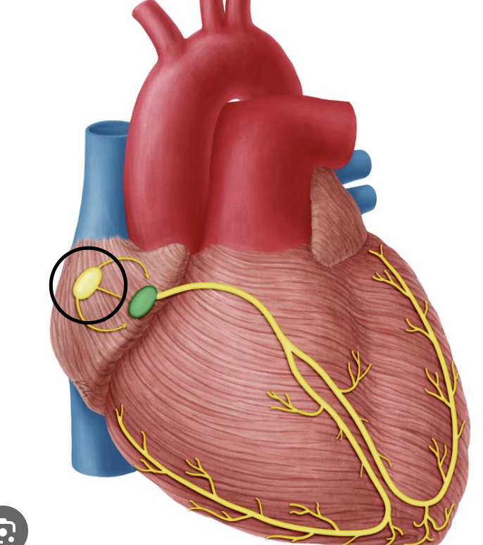 <p><span>Specialized nervous tissue in the right atrium that begins the heartbeat, pacemaker</span></p>