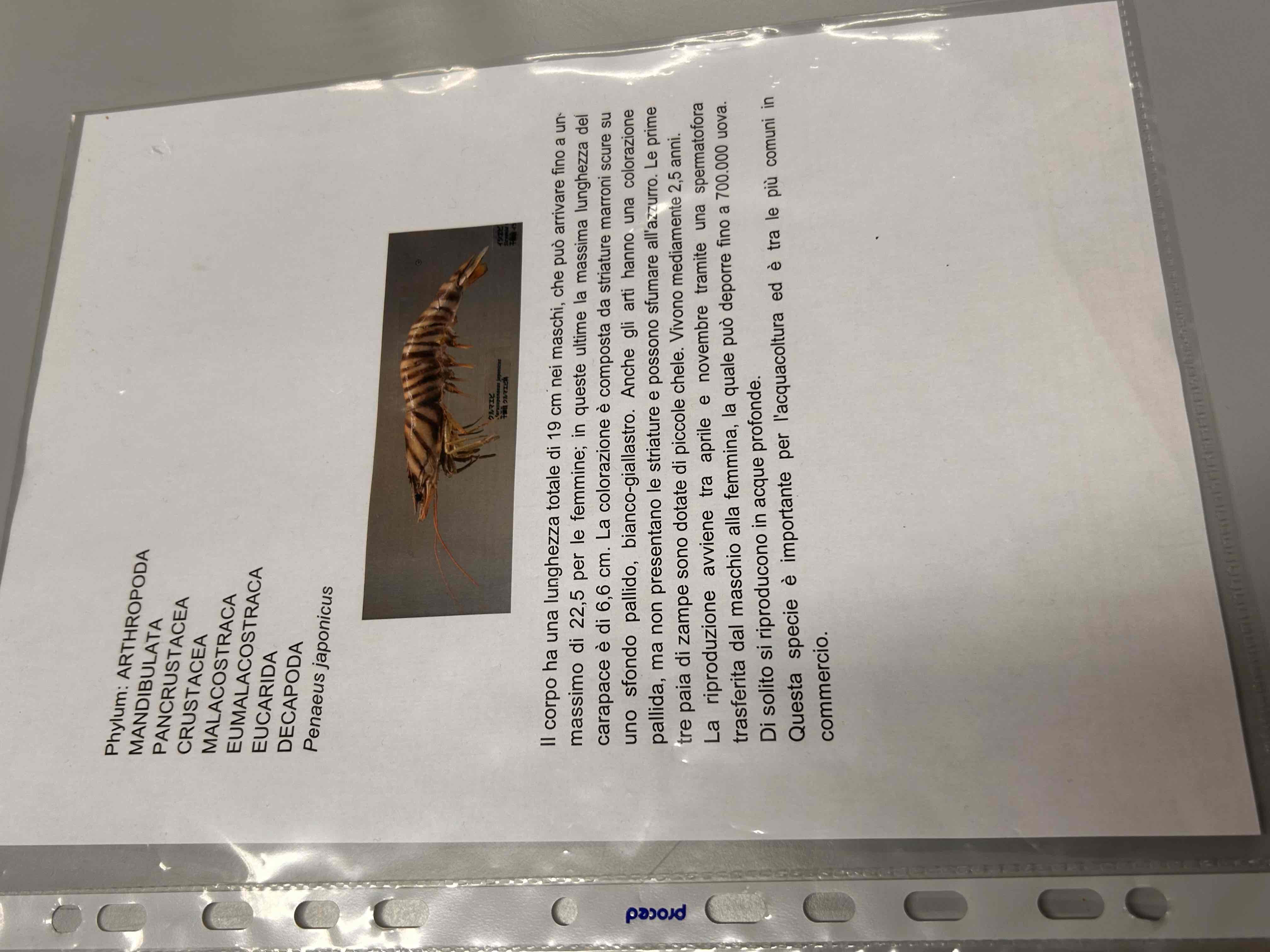 <p>Crostacei</p><p>Malacostraca</p><p>Eumalacostraca</p><p>Decapoda</p><p>Macrura ??</p><p>Penaeus japonicus</p>