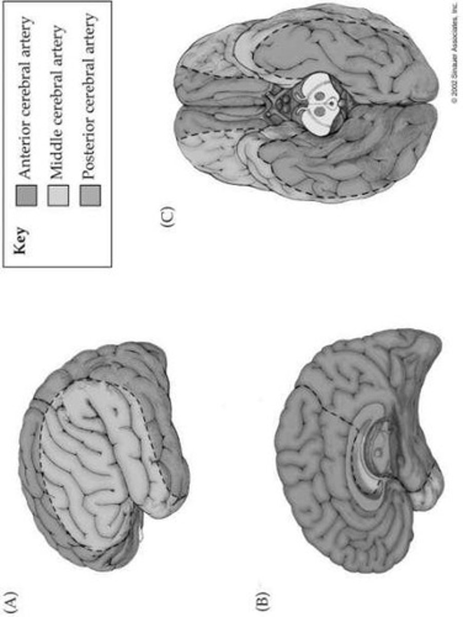 <p>The lateral and inferior surface of the motor cortex, corresponding to the face and upper extremity motor control.</p>