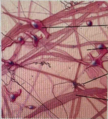 <p>What tissue is this?</p>