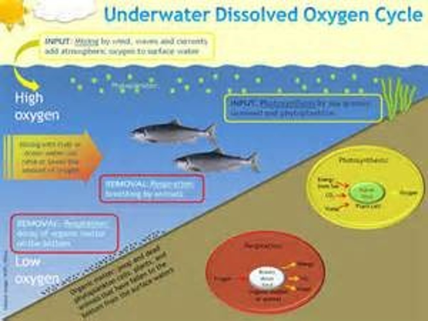 <p>Dissolved Oxygen (DO)</p>
