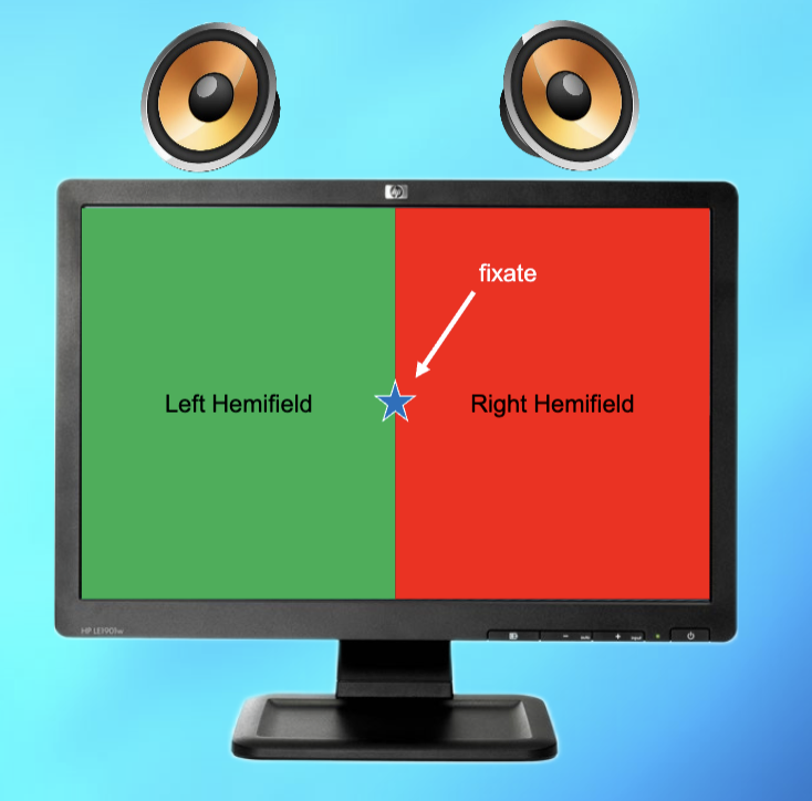 <p>Where= pictures appear on L or R side, sound came from L or R side of headphones</p><p>What= sound and picture semantically consistent (dog barking) or inconsistent (horse picture with dog barking)</p><p>subjects asked to report: </p><p><span style="color: rgb(0, 0, 0);"><span>1. Location task: did visual and auditory stimuli</span></span><span style="color: rgb(0, 0, 0);"><br></span><span style="color: rgb(0, 0, 0);"><span>appear on the same side?</span></span><span style="color: rgb(0, 0, 0);"><br></span><span style="color: rgb(0, 0, 0);"><span>2. Recognition task: were visual and auditory stimuli</span></span><span style="color: rgb(0, 0, 0);"><br></span><span style="color: rgb(0, 0, 0);"><span>semantically consistent?</span></span></p>