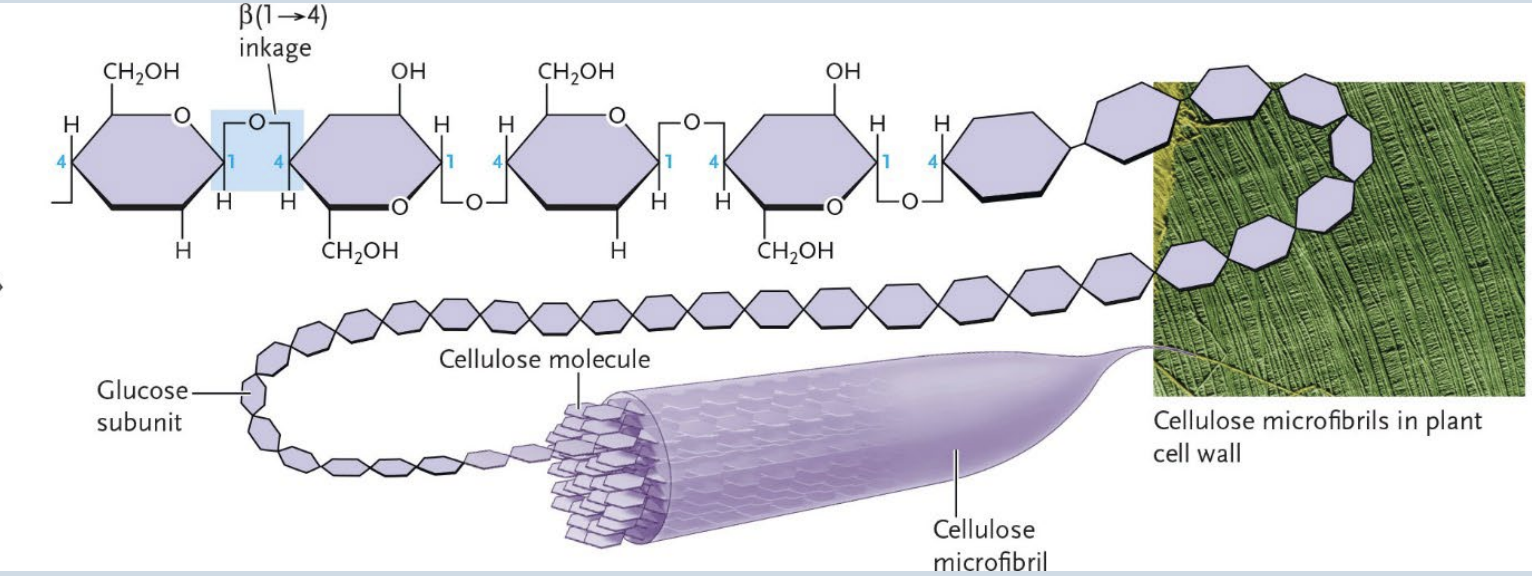 <p>Cellulose</p>