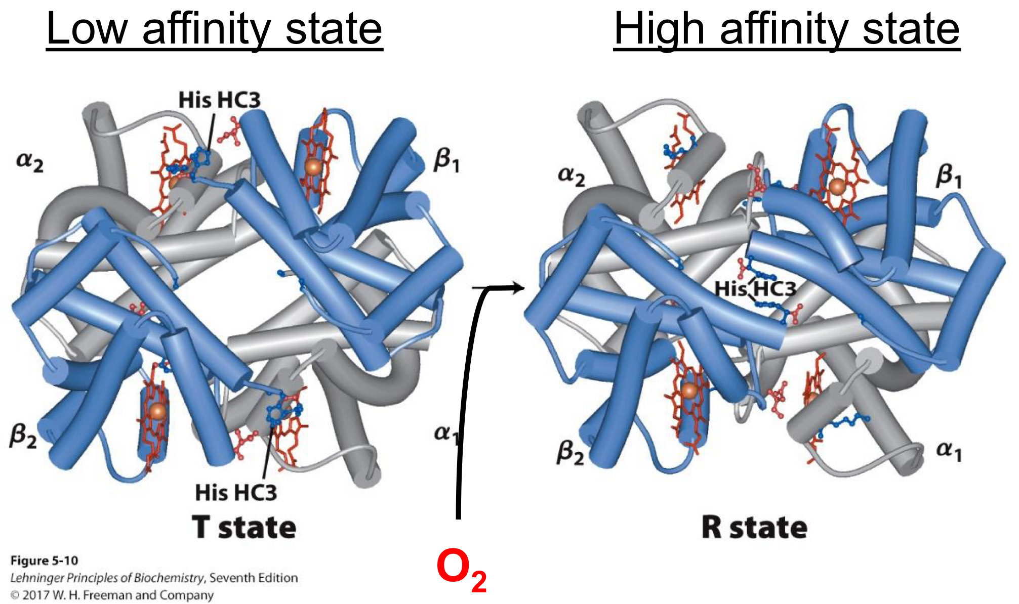 <p><span>Sigmoid (S) shaped</span><br><span>Due to high and low affinity states(more later)</span></p><p><span>Allows high uptake of oxygen in lungs and release in tissues</span></p><p><span>Shape due to two different states (forms) of hemoglobin</span><br><span>Low affinity state(Present at low [O2])</span><br><span>High affinity state(Present at high [O2])</span></p><p><span>The protein morphs from the low to high affinity state by biding to more O2</span></p>