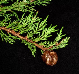 <p>Conifer. Narrow or broadly conical when young and broadly spreading with age. Bark red-brown then gray, becoming furrowed with age. Leaves uniform, scale-like, 2-5mm rarely up to 10mm, arranged in 4 appressed (pressed against twig) rows giving the shoots a rounded appearance. Cones globose or somewhat ellipsoid, 2.5-3cm diameter, usually solitary on a short, thick stalk. Native to CA’s Monterey Peninsula along the central coast where only two native stands exist.</p>