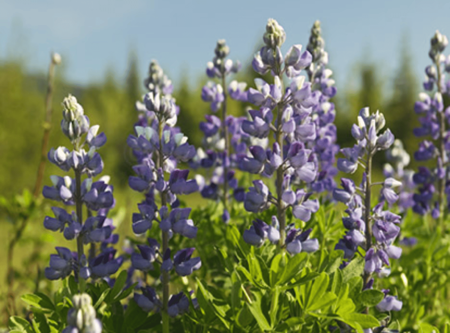 <p>Showy flowersBright purple blooms stand out to attract alpine pollinators in a short growing season.</p><p>Leaves funnel dewPalmate leaves catch and direct dew to the plant’s base, helping it stay hydrated in dry soils.</p><p>Name from “wolf”“Lupine” comes from lupus (wolf); early settlers wrongly thought it depleted soil- “ravaged” it, like a wolf (b/c it grows often on poor, barren ground). Indeed, opposite is true- it enriches soil.</p><p>Nitrogen fixerAs a pea family member, it hosts bacteria that enrich the soil by fixing nitrogen from the air.</p>