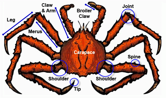 <p>Living Fossil - Limulus (King Crab)</p>