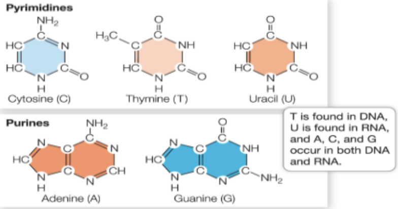 <ul><li><p>Pyrimidines- <strong><u>single rings</u></strong> (cytosine, thymine, and uracil)</p><ul><li><p>C TUrtle eats single rings</p></li><li><p>“single rings” sounds like pyramids</p></li></ul></li><li><p>Purines- <strong><u>double rings</u></strong> (astatine and guanine)</p><ul><li><p>AlliGator jumps through two PURE rings</p></li></ul></li><li><p>DNA and RNA have the same bases, except in RNA, thymine it replaces by uracil</p></li><li><p>DNA always will have an equal number of pyrimidines and purines </p></li></ul><p></p>