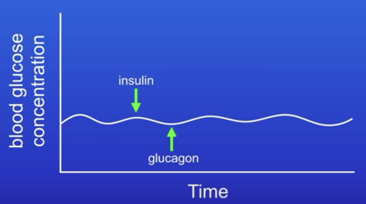 <p>How do insulin and glucagon form a negative feedback cycle? </p>