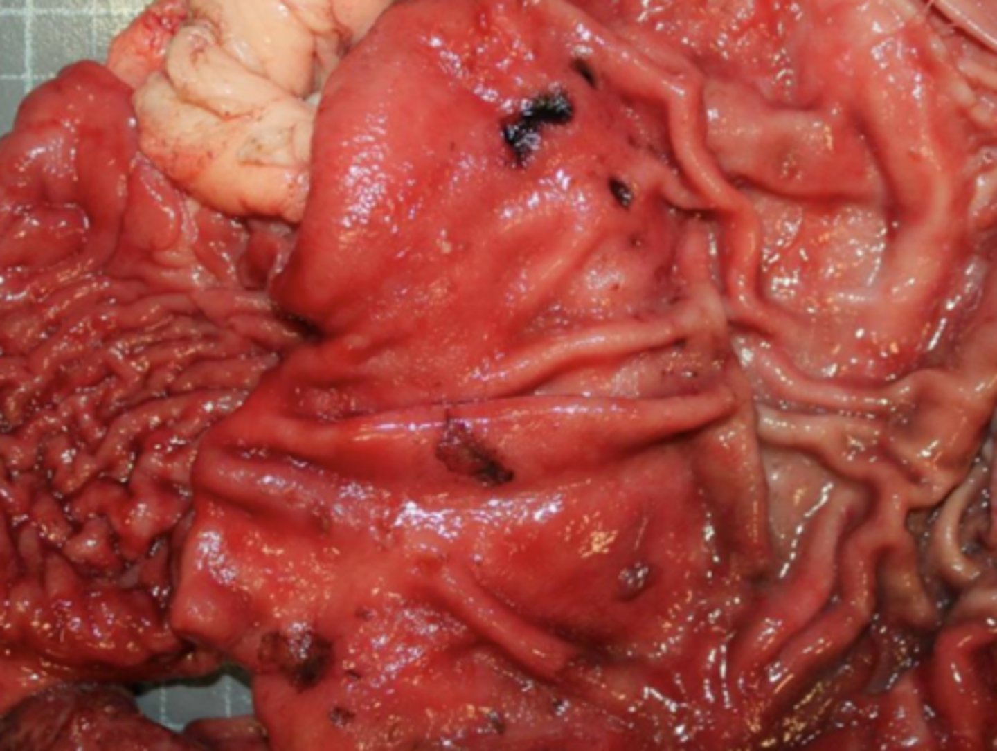 <p>¿diagnóstica morfológica?</p>