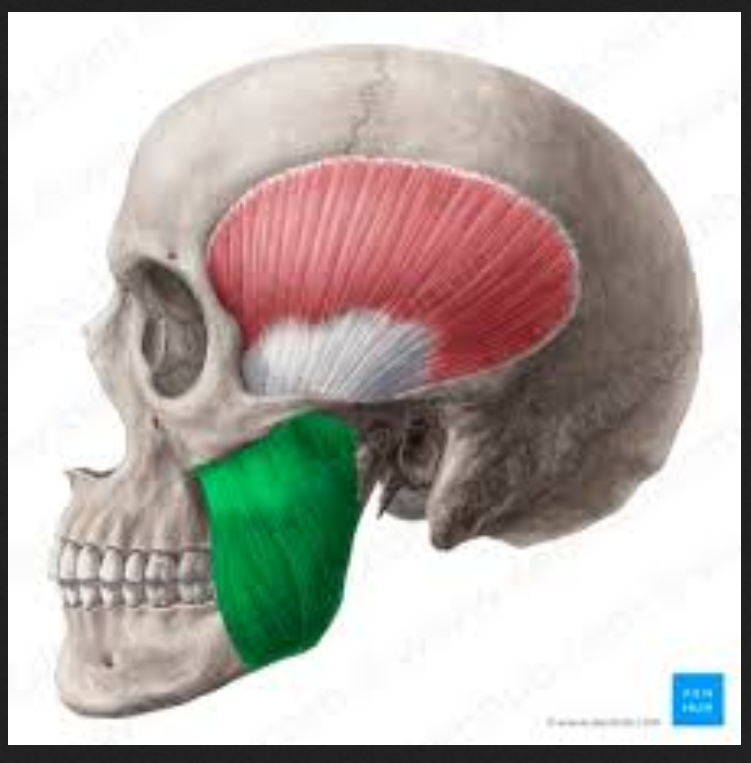 <p>Muscle of the face, head, and neck:</p><p>Masseter</p>