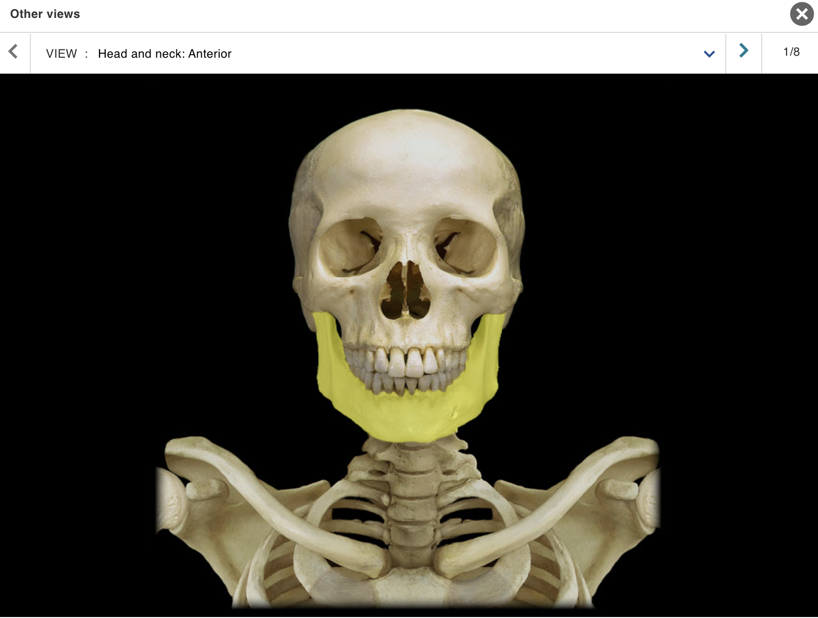 <p>Location:</p><p class="p1">• Skull (anterior)</p><p class="p1">Description:</p><ul><li><p>﻿﻿U-shaped bone</p></li><li><p>﻿﻿Each side consists of body (horizontal) and ramus (vertical) with coronoid and condylar processes</p></li><li><p>﻿﻿Mental protuberance forms point of chin</p></li><li><p>﻿﻿Contains alveoli ("sockets") for teeth</p></li></ul><p>Also known as:</p><p class="p1">• "Lower jaw"</p><p class="p1">Comment:</p><p class="p1">• Contributes to temporomandibular joint (TMJ)</p>